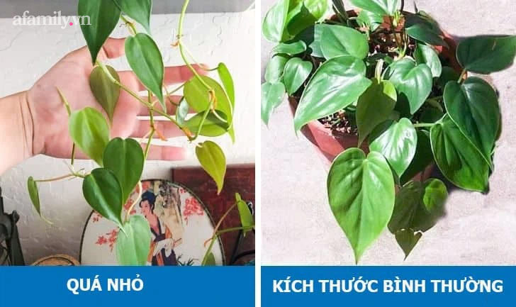 8 dấu hiệu cho thấy cây cảnh bạn trồng đang gặp bất ổn và cách khắc phục - Ảnh 8.