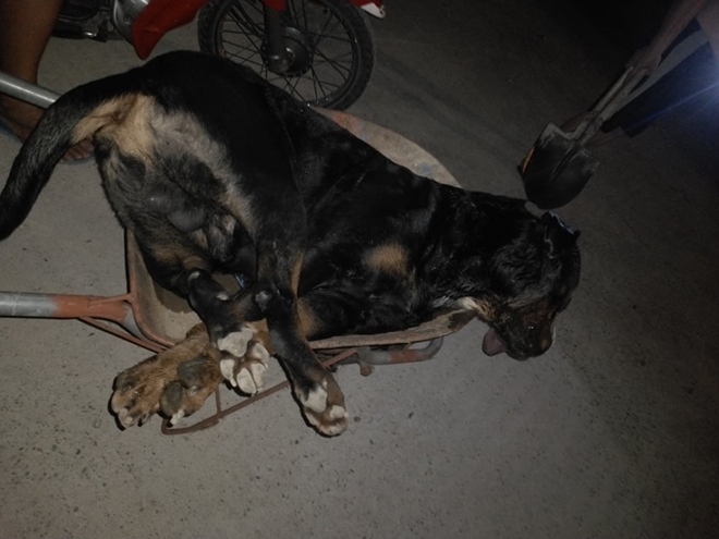 Thấy rắn bò vào nhà, chú chó gần 60kg lao ra bảo vệ chủ thì bị cắn chết sau 10 phút - Ảnh 2.