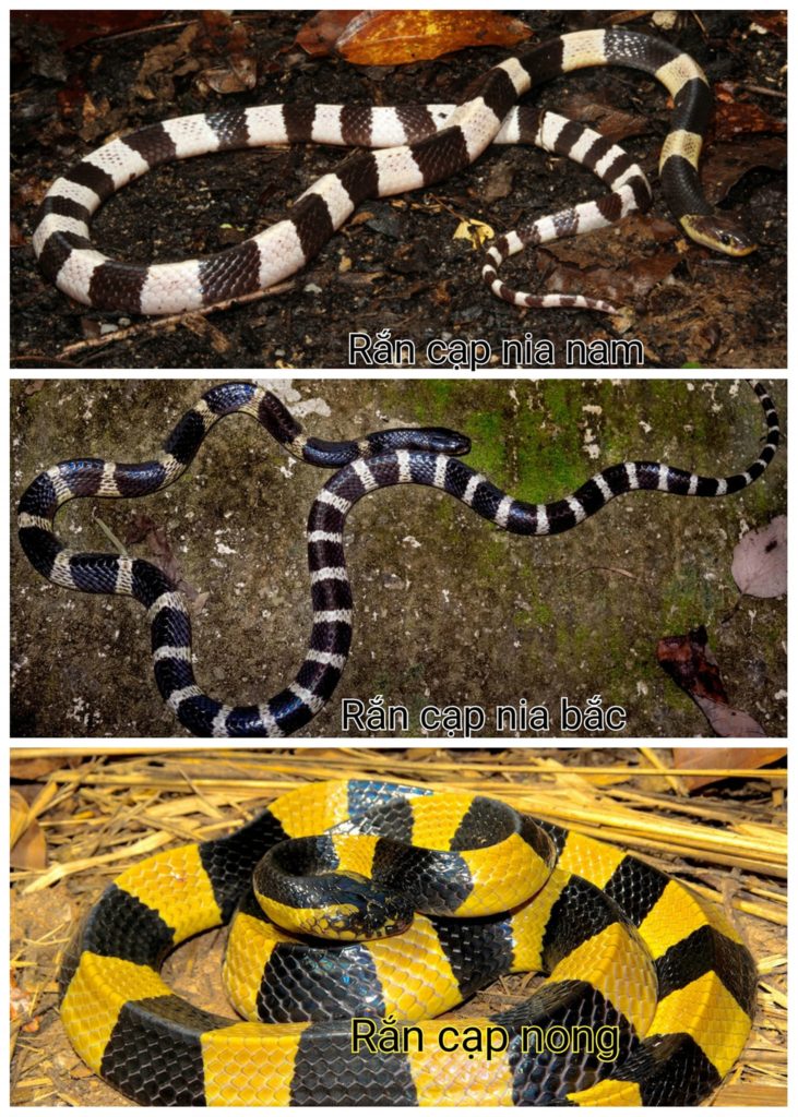 Nếu bạn yêu thích thế giới động vật, bạn không nên bỏ lỡ cơ hội để xem hình ảnh của một con rắn cạp nia. Được biết đến với những mảng màu đẹp và khả năng săn mồi tốt, con rắn cạp nia sẽ khiến bạn ngạc nhiên và thích thú.