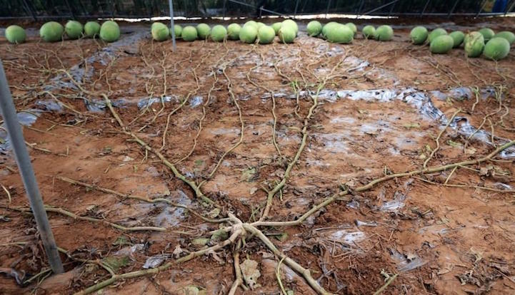 Kinh ngạc cây dưa hấu siêu mắn chưa từng thấy trên thế giới: &quot;Đẻ sòn sòn&quot; 131 quả một vụ, lá chẳng thấy đâu mà trái xum xuê - Ảnh 1.