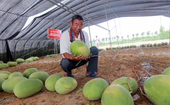 Kinh ngạc cây dưa hấu siêu mắn chưa từng thấy trên thế giới: &quot;Đẻ sòn sòn&quot; 131 quả một vụ, lá chẳng thấy đâu mà trái xum xuê - Ảnh 2.