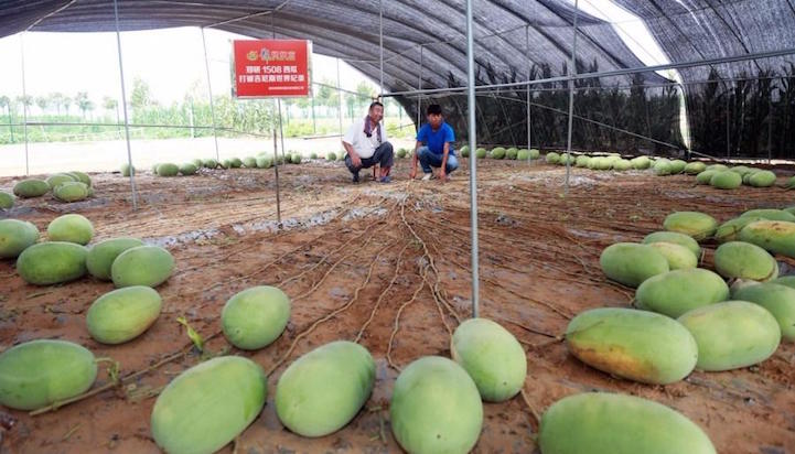 Kinh ngạc cây dưa hấu siêu mắn chưa từng thấy trên thế giới: &quot;Đẻ sòn sòn&quot; 131 quả một vụ, lá chẳng thấy đâu mà trái xum xuê - Ảnh 3.