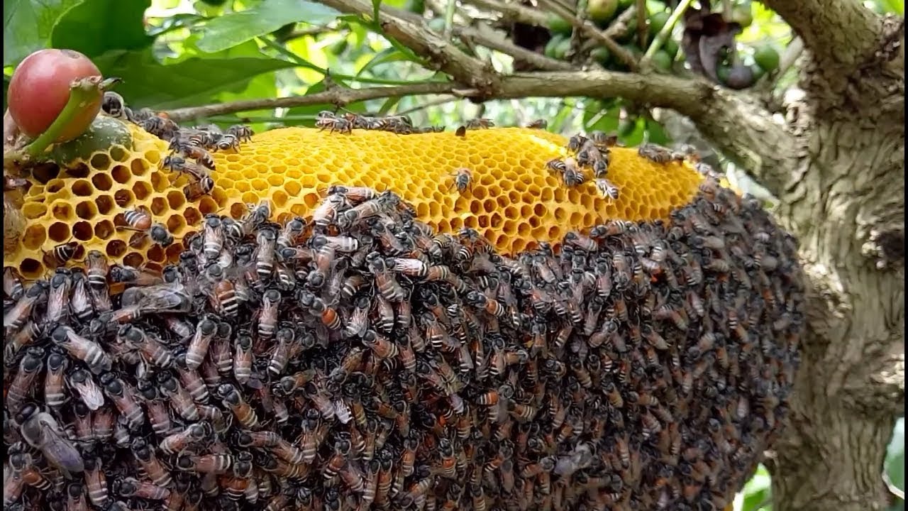 Làm rơi bó đuốc, thợ rừng bị 300 con ong đốt khi lấy mật trên cây cao 40m - Điều gì xảy ra sau đó? - Ảnh 1.