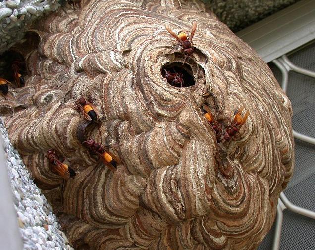 Có phải tất cả tổ ong đều không chịu sự xâm phạm từ con người? Hãy xem hình ảnh Nhét lá sắn vào tổ ong để tìm hiểu những rắc rối có thể xảy ra nếu bạn làm việc này và cách giải quyết nếu bạn gặp phải tình huống tương tự.