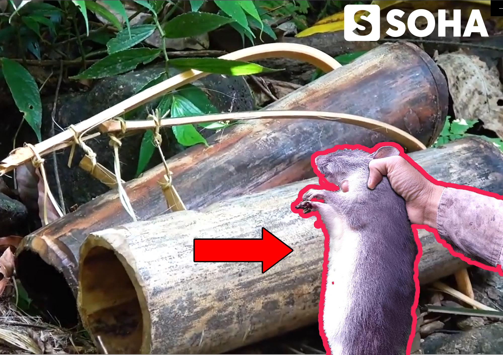 Tìm thấy quả lạ, nhóm đi rừng chế ngay chiếc bẫy từ ống tre: Bắt được chuột to như... con mèo! - Ảnh 1.