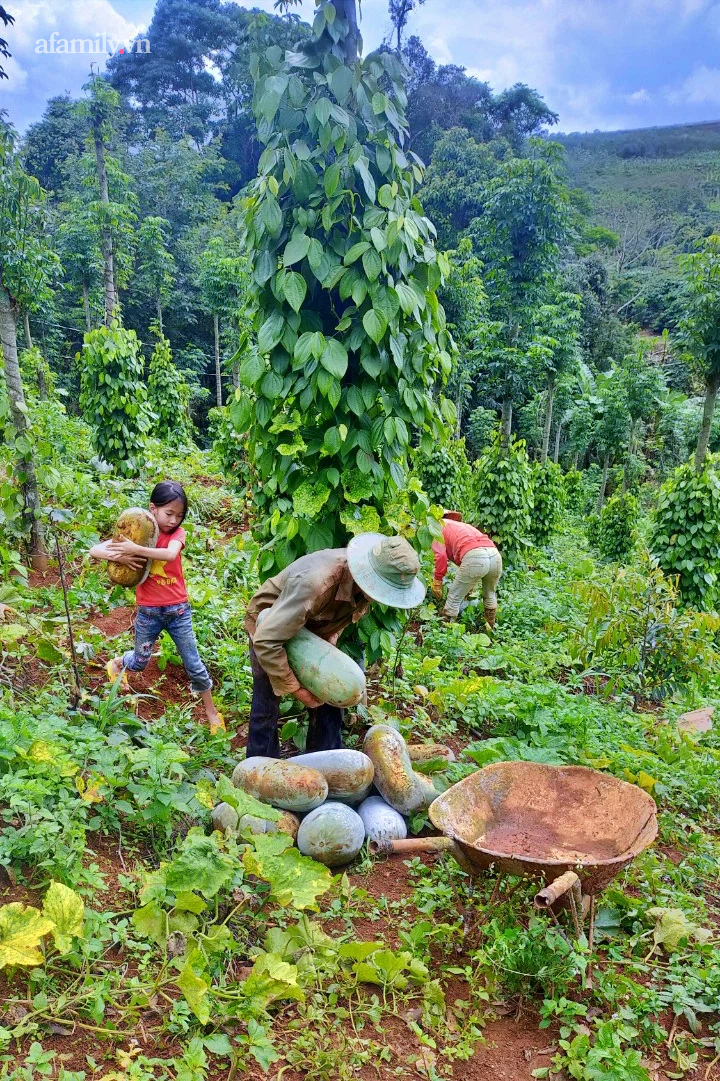 Giải cứu cánh đồng trăm tấn “bí khủng”, giúp người cha 6 con ở Đắk Nông thoát bi kịch mất nhà giữa mùa dịch - Ảnh 10.