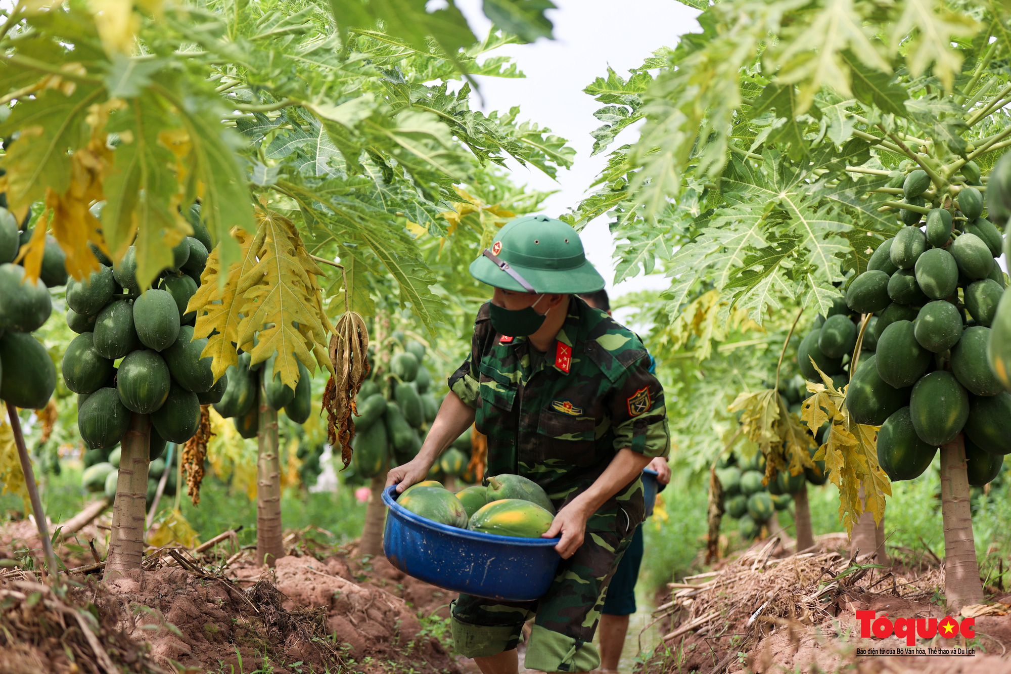 Bộ đội lội ruộng thu hoạch nông sản giúp người nông dân trong thời gian giãn cách xã hội - Ảnh 8.