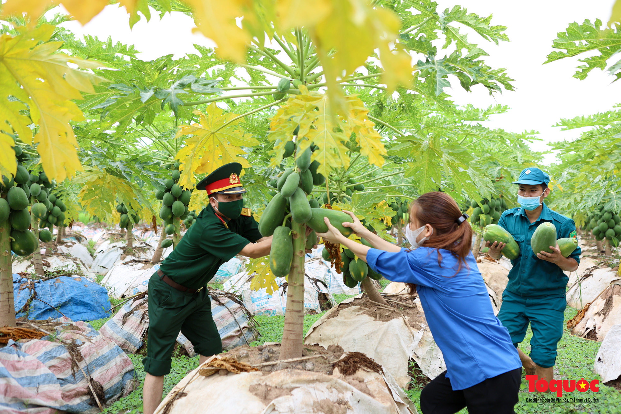 Bộ đội lội ruộng thu hoạch nông sản giúp người nông dân trong thời gian giãn cách xã hội - Ảnh 2.