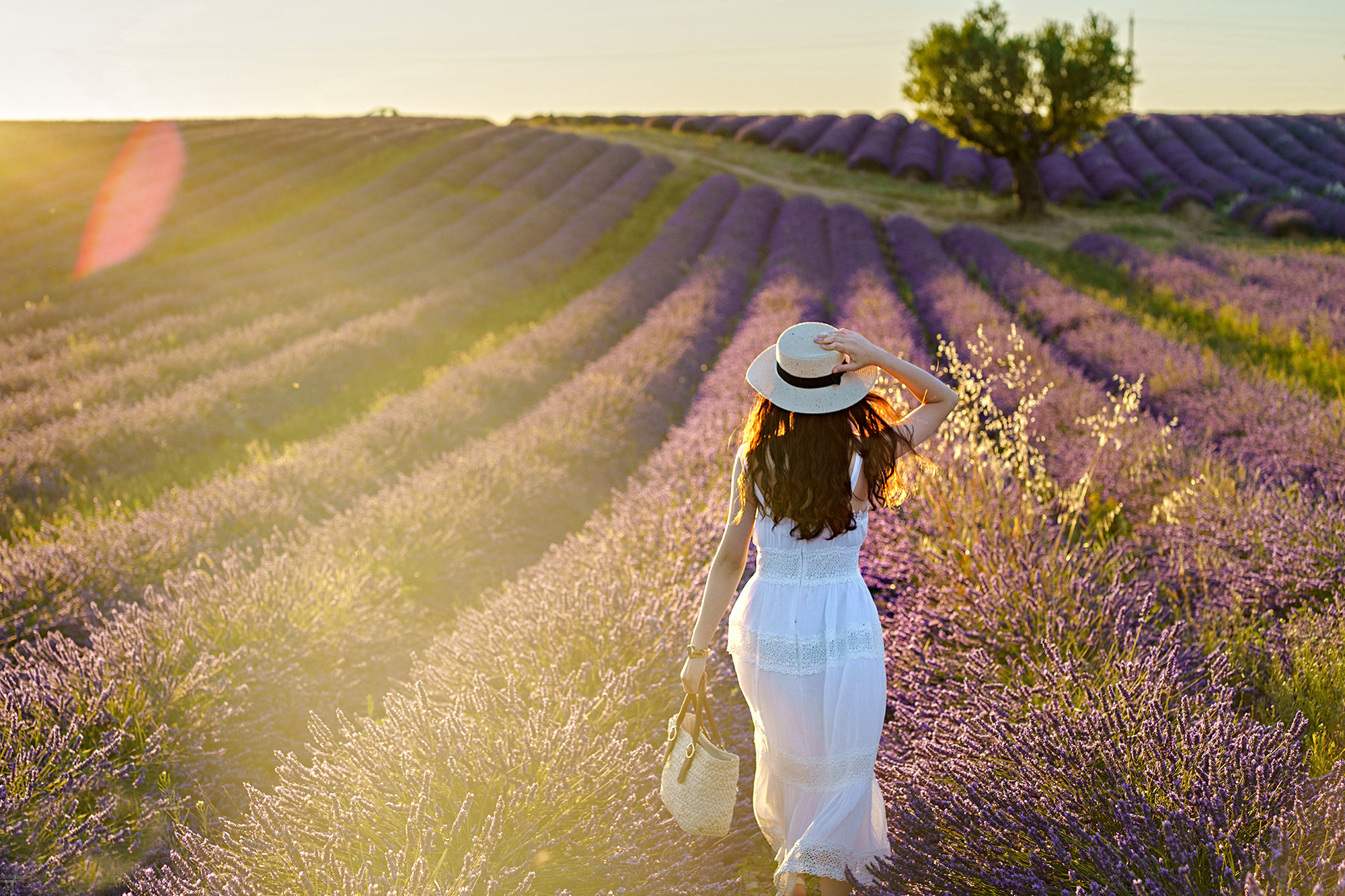 Ngất ngây trước vẻ đẹp của cánh đồng hoa Lavender ở Pháp qua ống ...