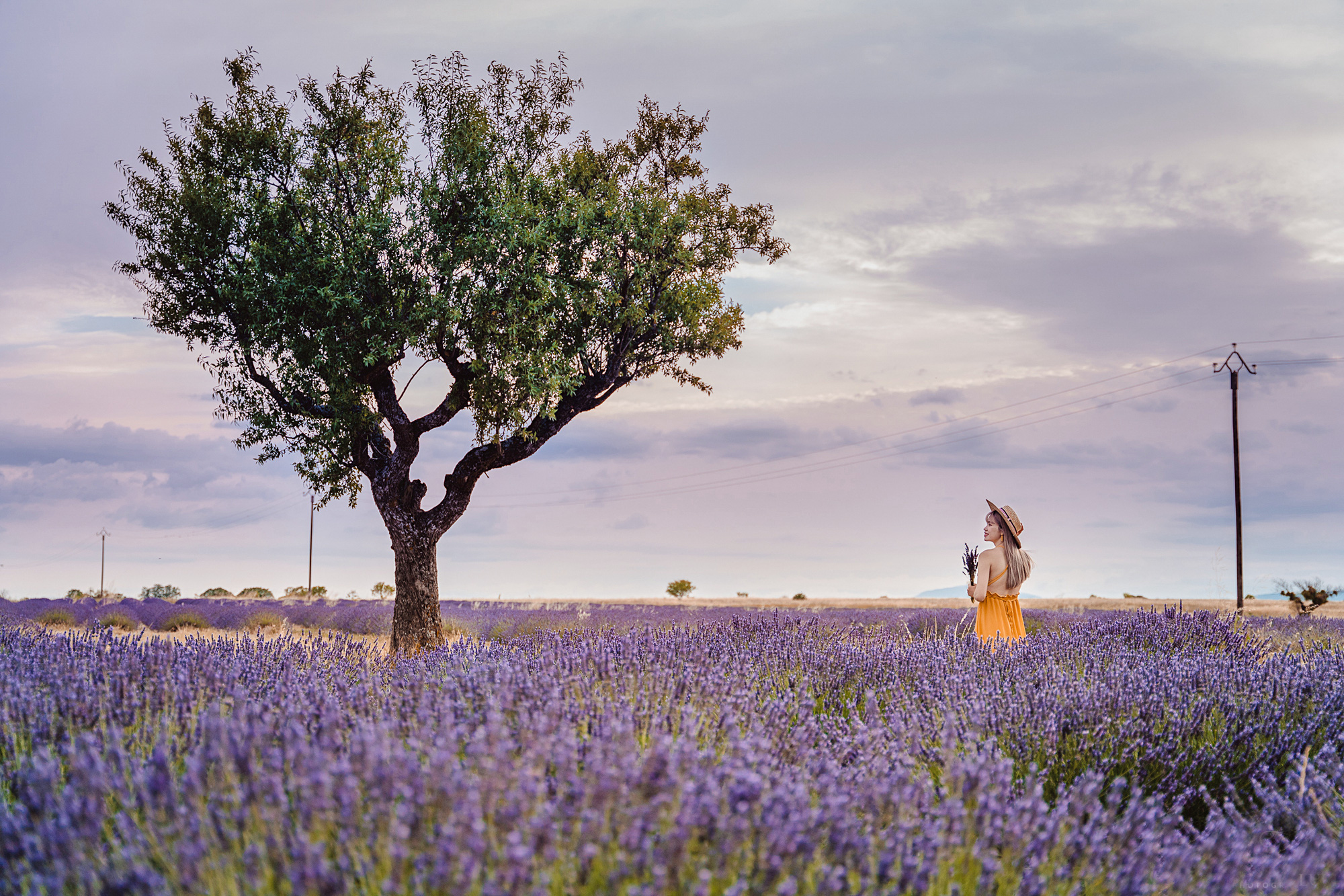 Ngất ngây trước vẻ đẹp của cánh đồng hoa Lavender ở Pháp qua ống kính nhiếp ảnh Việt - Ảnh 8.