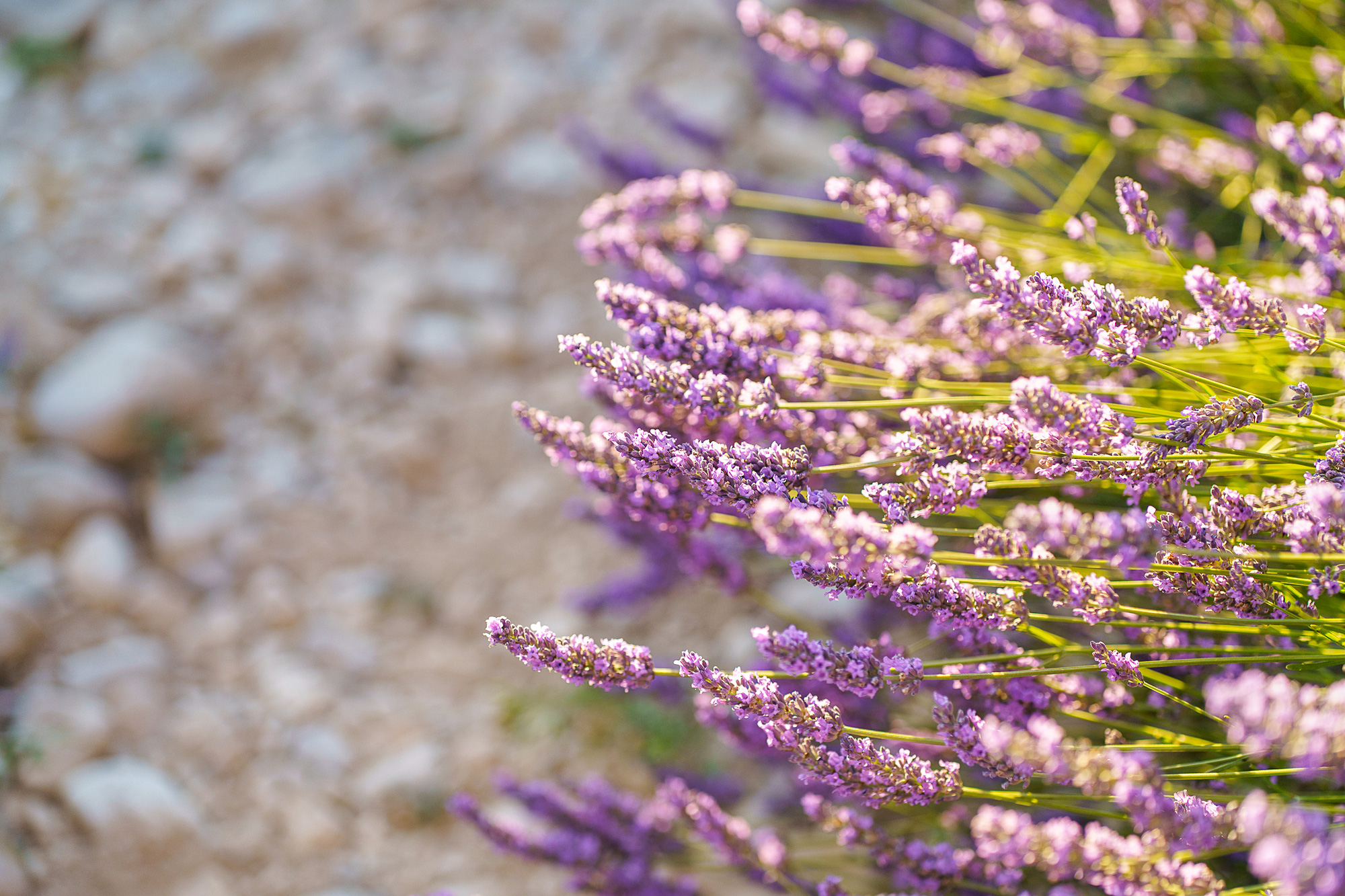 Ngất ngây trước vẻ đẹp của cánh đồng hoa Lavender ở Pháp qua ống kính nhiếp ảnh Việt - Ảnh 4.