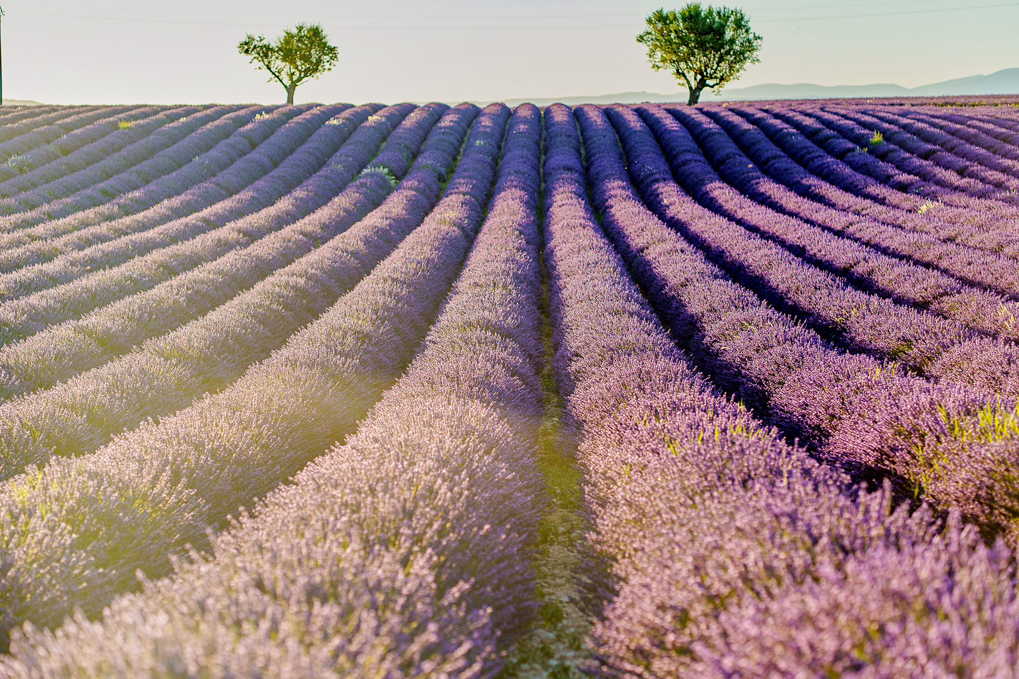 Ngất ngây trước vẻ đẹp của cánh đồng hoa Lavender ở Pháp qua ống kính nhiếp ảnh Việt - Ảnh 1.