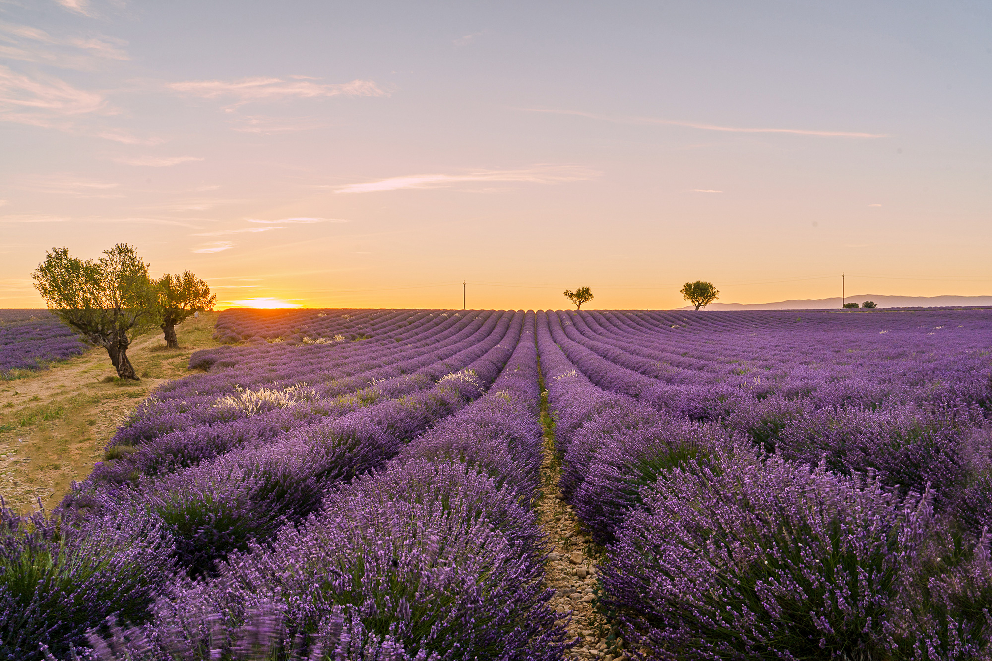 Ngất ngây trước vẻ đẹp của cánh đồng hoa Lavender ở Pháp qua ống kính nhiếp ảnh Việt - Ảnh 7.