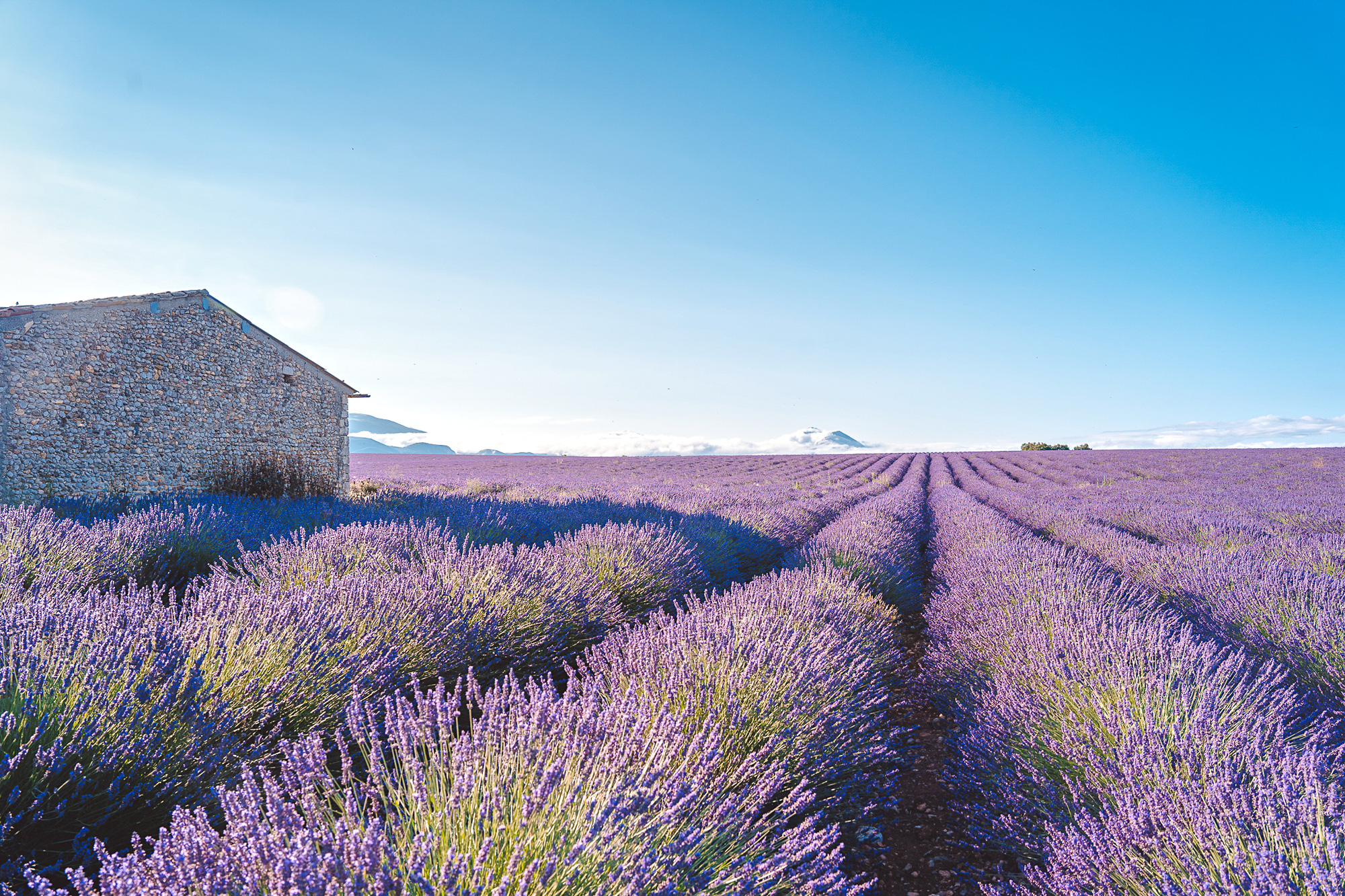 Ngất ngây trước vẻ đẹp của cánh đồng hoa Lavender ở Pháp qua ống kính nhiếp ảnh Việt