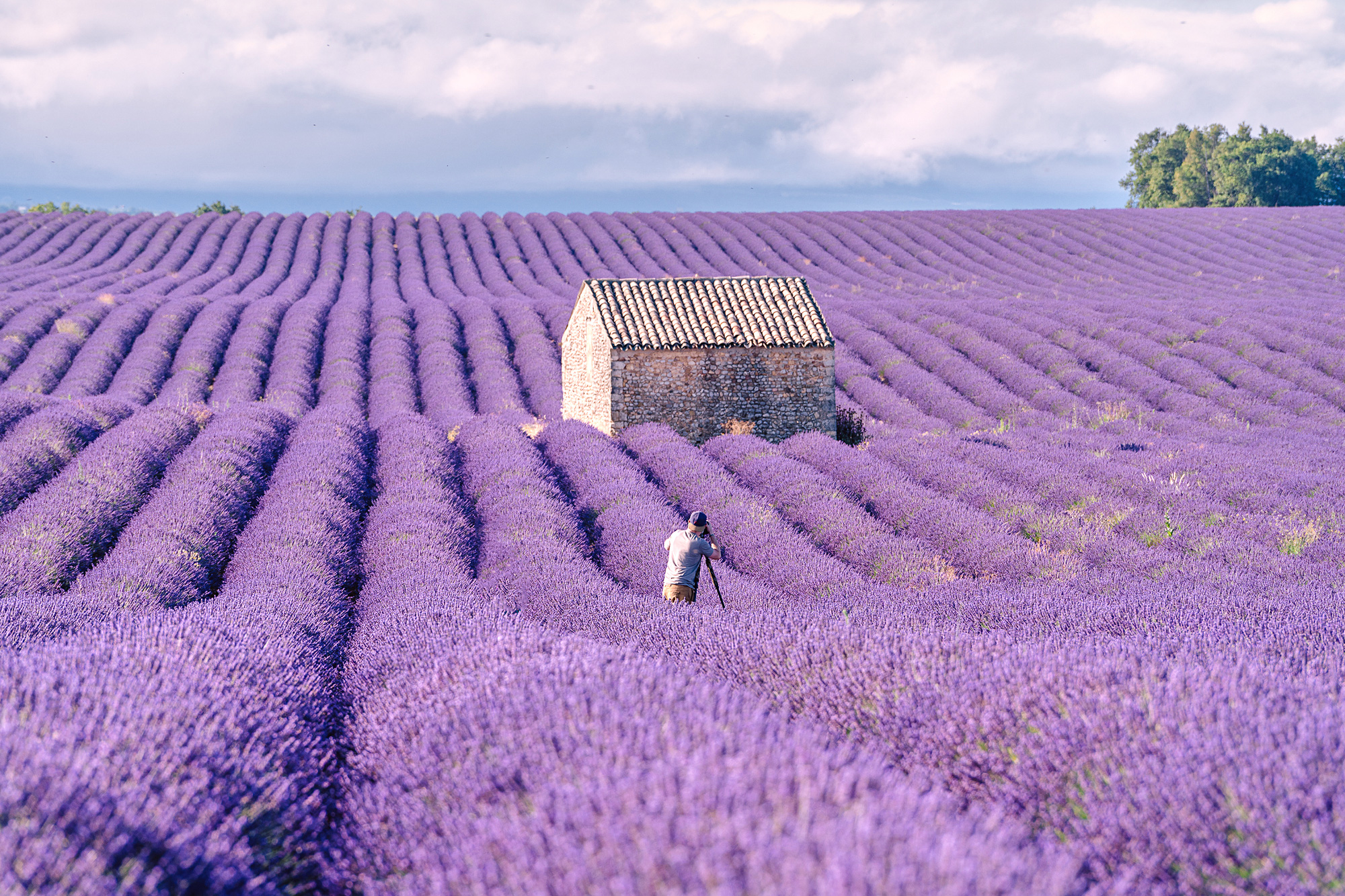Ngất ngây trước vẻ đẹp của cánh đồng hoa Lavender ở Pháp qua ống kính nhiếp ảnh Việt - Ảnh 9.