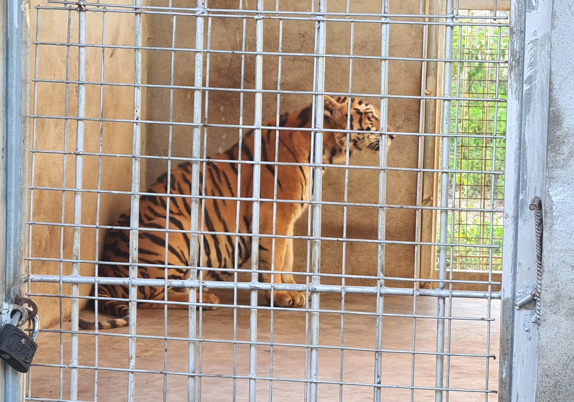 Vụ bắt quả tang 17 con hổ Đông Dương trong nhà dân: Đã có đơn vị nhận nuôi hổ - Ảnh 1.