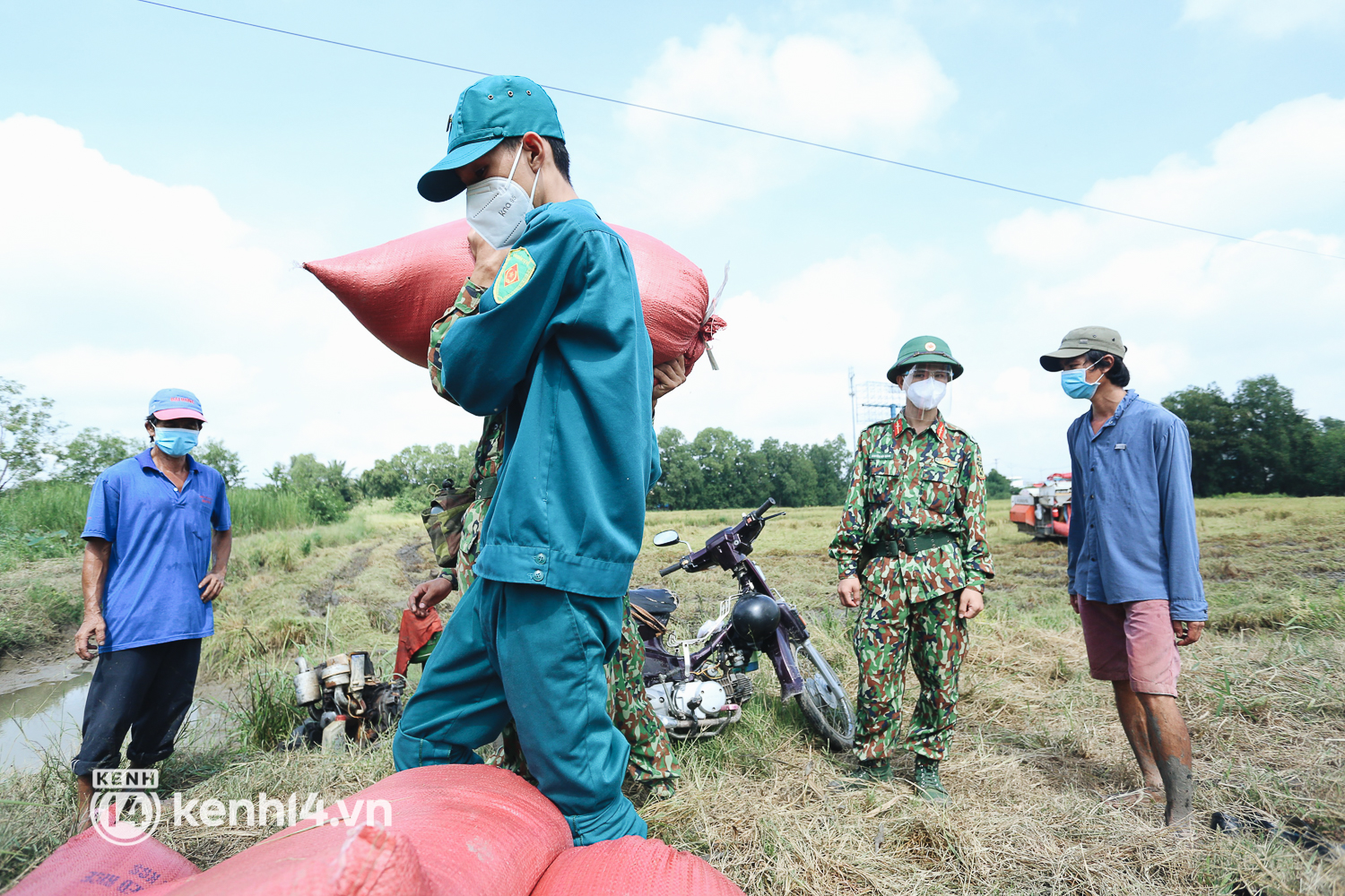 Quân đội lội ruộng thu hoạch lúa giúp nông dân ở TP.HCM  - Ảnh 8.