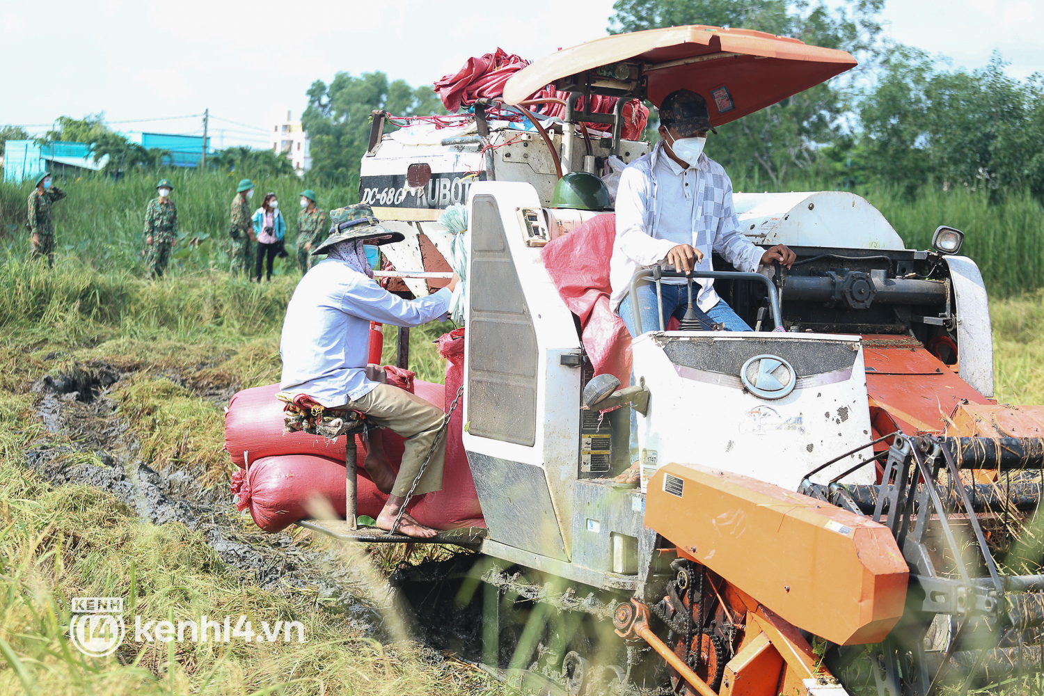 Quân đội lội ruộng thu hoạch lúa giúp nông dân ở TP.HCM  - Ảnh 5.