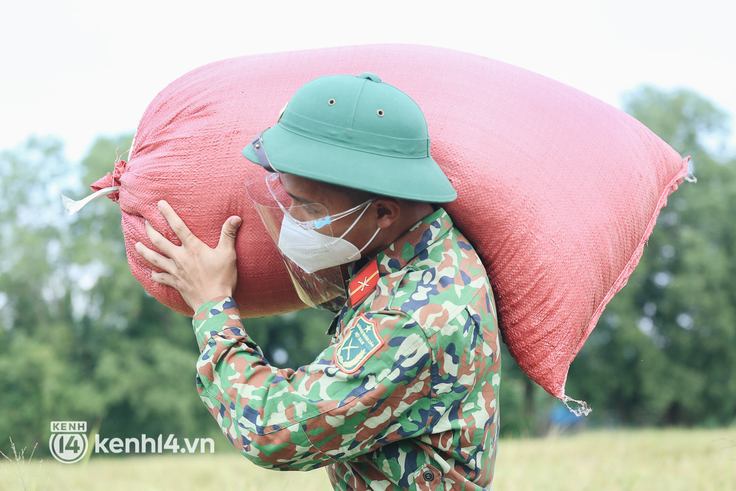 Quân đội lội ruộng thu hoạch lúa giúp nông dân ở TP.HCM  - Ảnh 9.