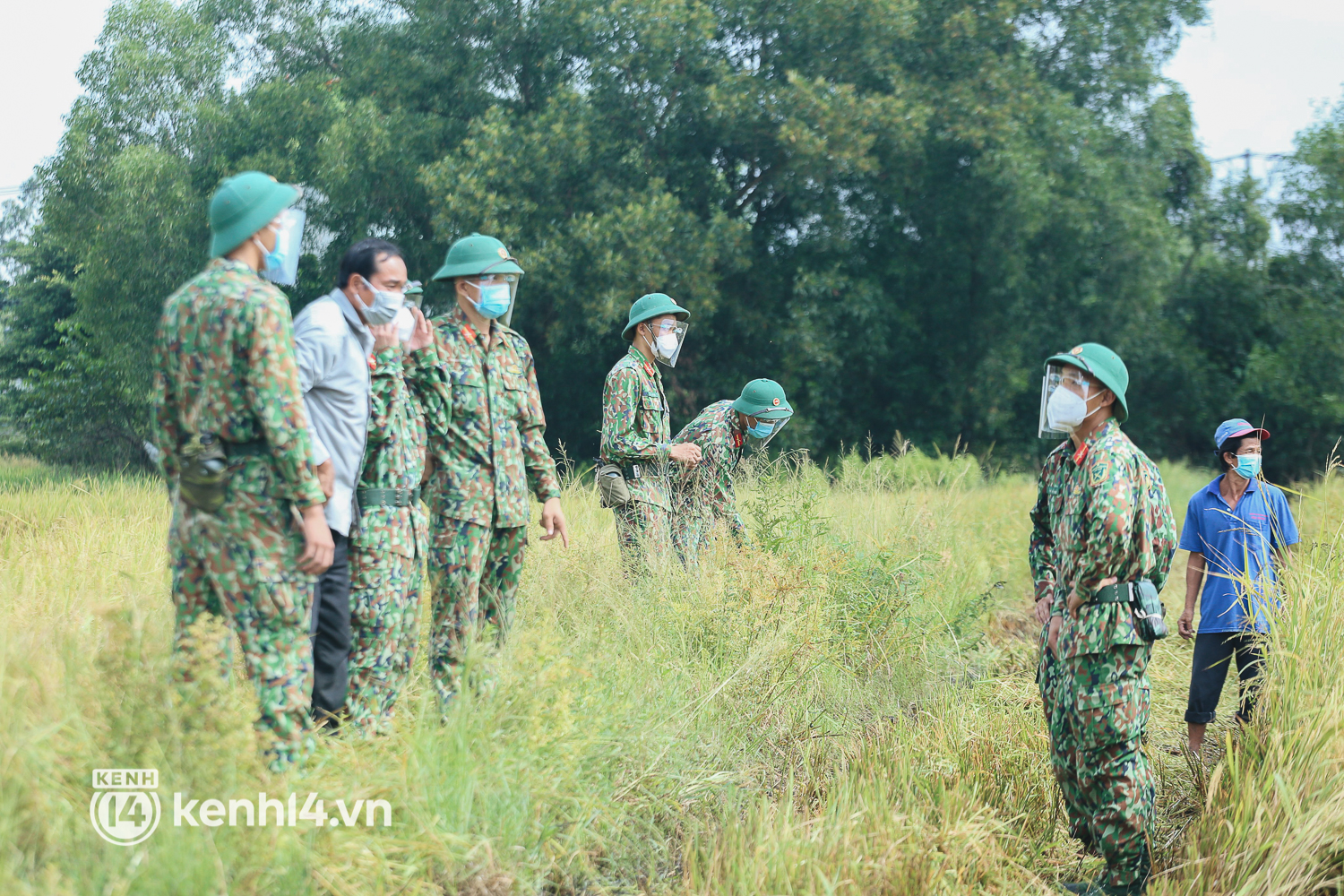 Quân đội lội ruộng thu hoạch lúa giúp nông dân ở TP.HCM  - Ảnh 3.