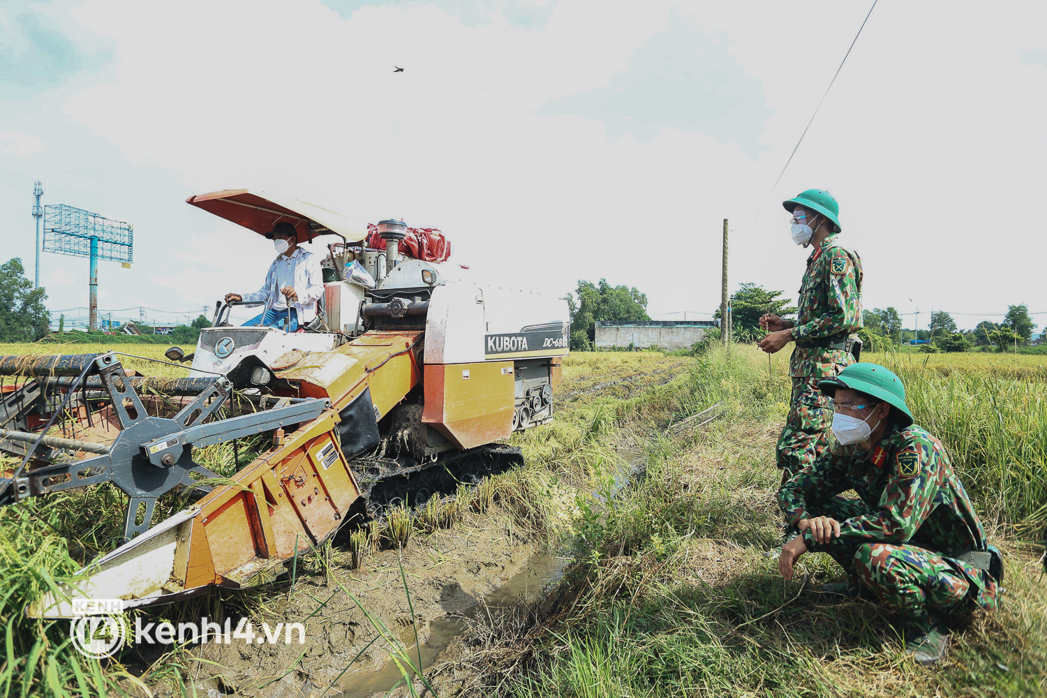 Quân đội lội ruộng thu hoạch lúa giúp nông dân ở TP.HCM  - Ảnh 6.
