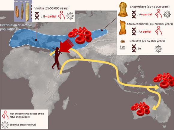 Các nhà nghiên cứu đã giải mã nhóm máu của người cổ Neanderthal và Denisovan - Ảnh 1.