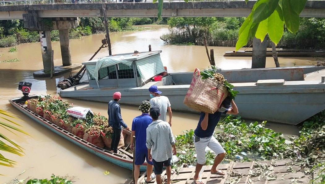 Hàng trăm tấn nông sản lên kệ Bách hóa Xanh, giải quyết đầu ra cho nông dân miền Tây - Ảnh 1.