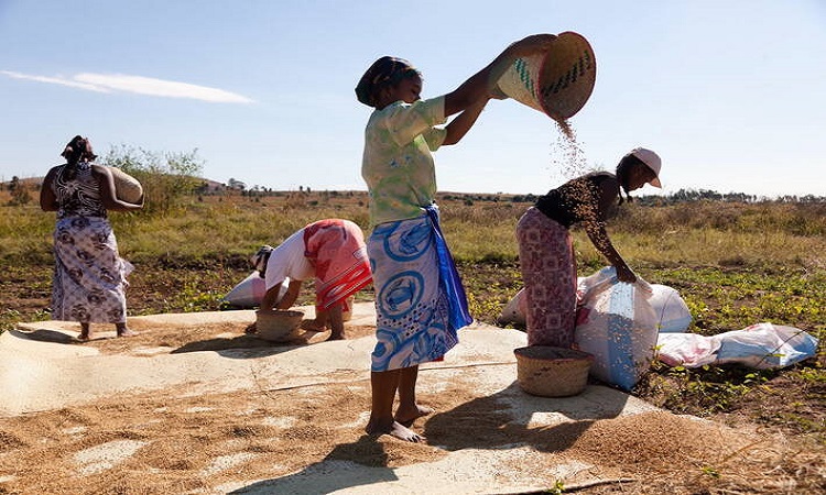 Đáng báo động, Madagascar đang trải qua nạn đói đầu tiên trên thế giới hoàn toàn do biến đổi khí hậu gây ra - Ảnh 4.