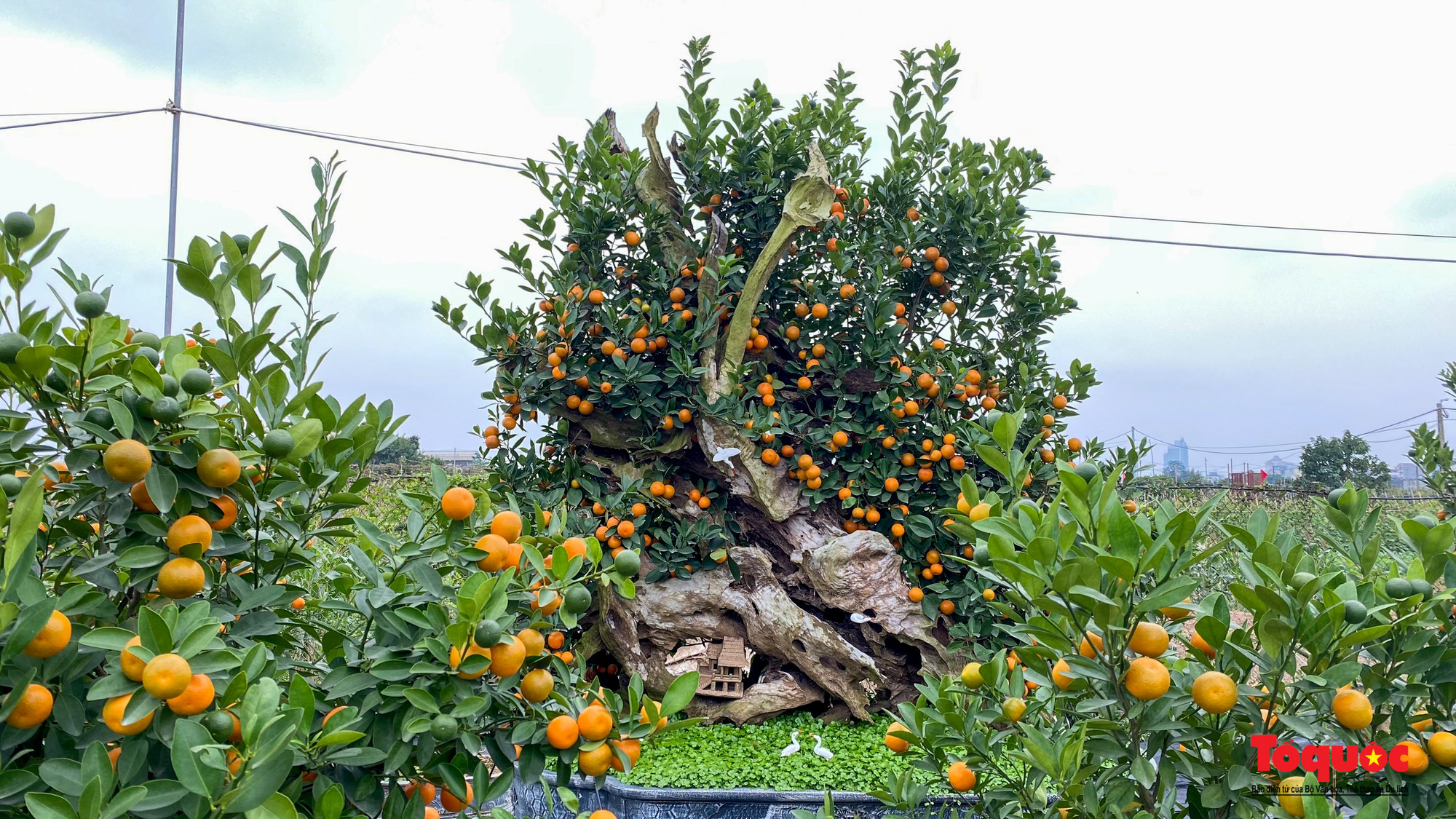 Hà Nội: Hổ vàng ôm quất bonsai hút khách chơi Tết Nhâm Dần 2022 - Ảnh 10.