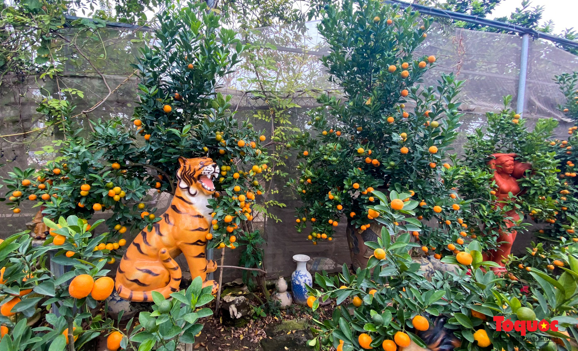 Hà Nội: Hổ vàng ôm quất bonsai hút khách chơi Tết Nhâm Dần 2022 - Ảnh 8.