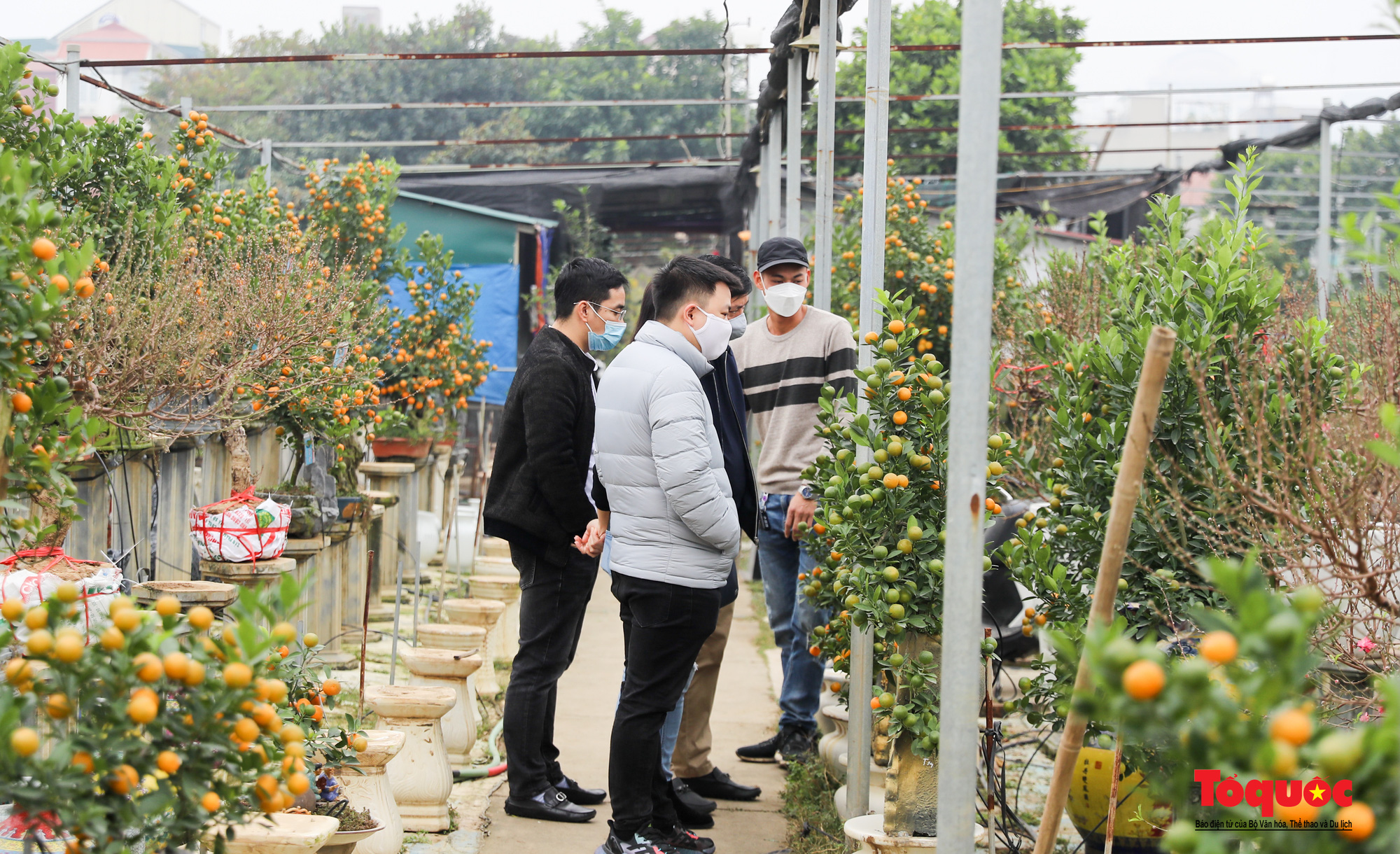 Hà Nội: Hổ vàng ôm quất bonsai hút khách chơi Tết Nhâm Dần 2022 - Ảnh 1.