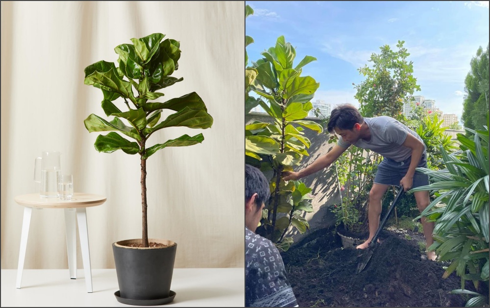 4 loài cây phong thủy nên trồng trước cửa, vừa tăng vận may cho gia chủ lại thanh lọc không khí: Gia đình doanh nhân Cường Đô La cũng sắm 1 cây để trong nhà - Ảnh 5.