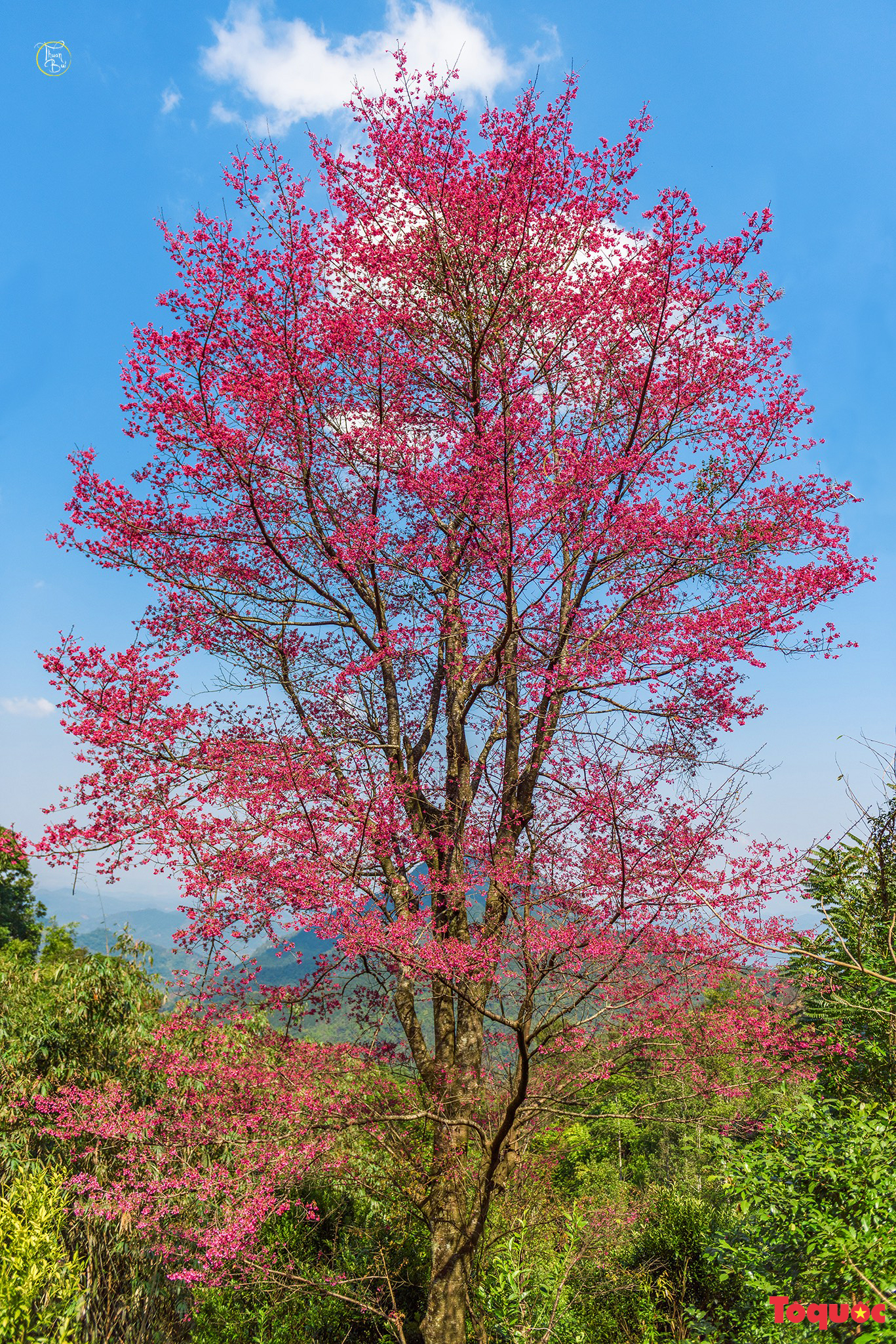 Chiêm ngưỡng loài hoa đào chuông quý hiếm trên đỉnh Mẫu Sơn - Ảnh 2.