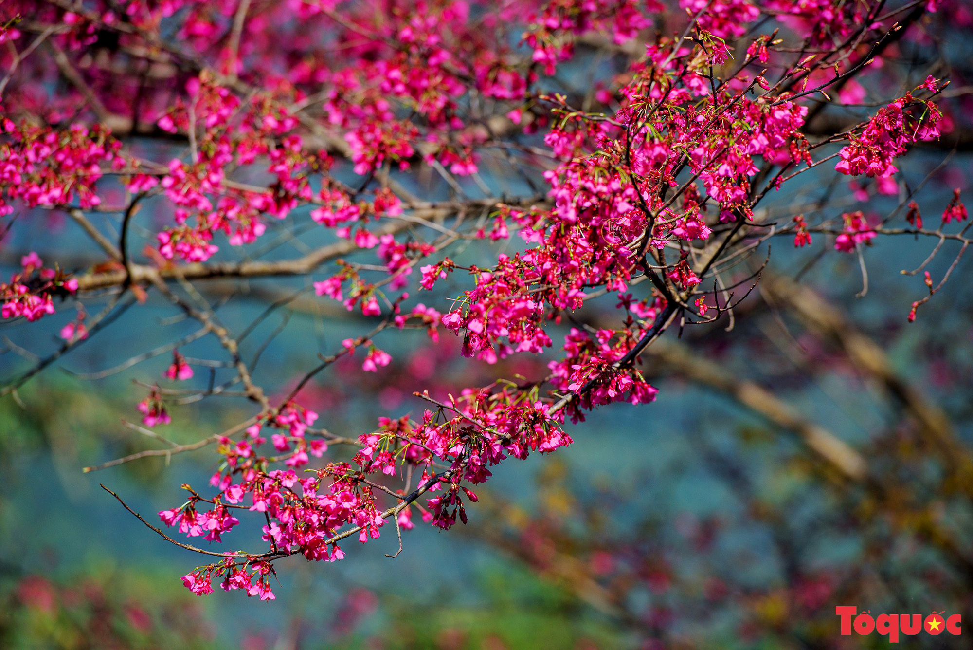 Chiêm ngưỡng loài hoa đào chuông quý hiếm trên đỉnh Mẫu Sơn - Ảnh 6.