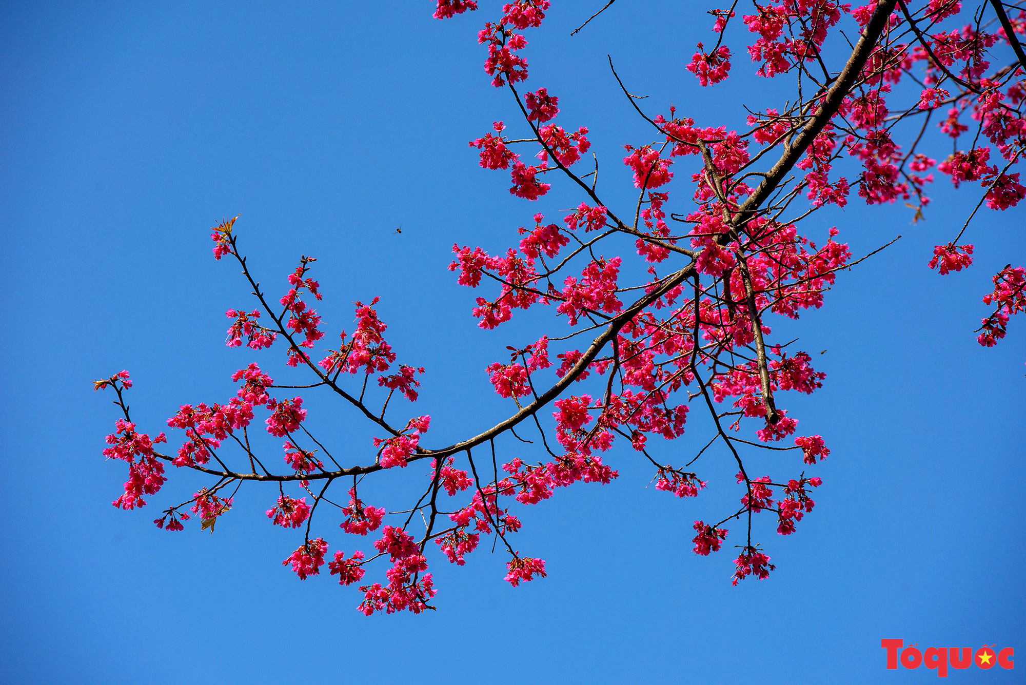 Chiêm ngưỡng loài hoa đào chuông quý hiếm trên đỉnh Mẫu Sơn - Ảnh 5.