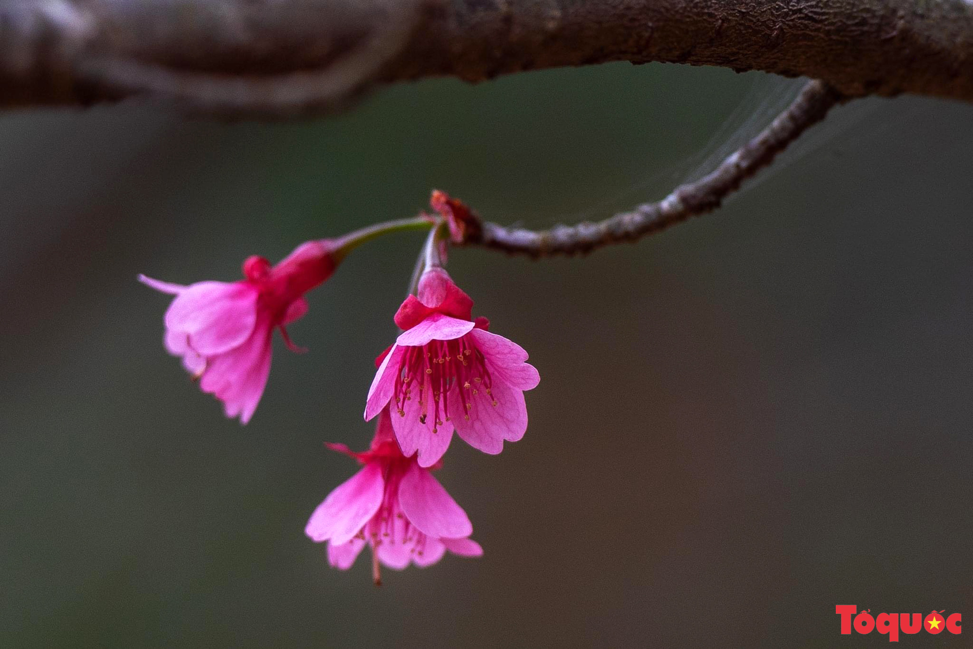 Chiêm ngưỡng loài hoa đào chuông quý hiếm trên đỉnh Mẫu Sơn - Ảnh 8.