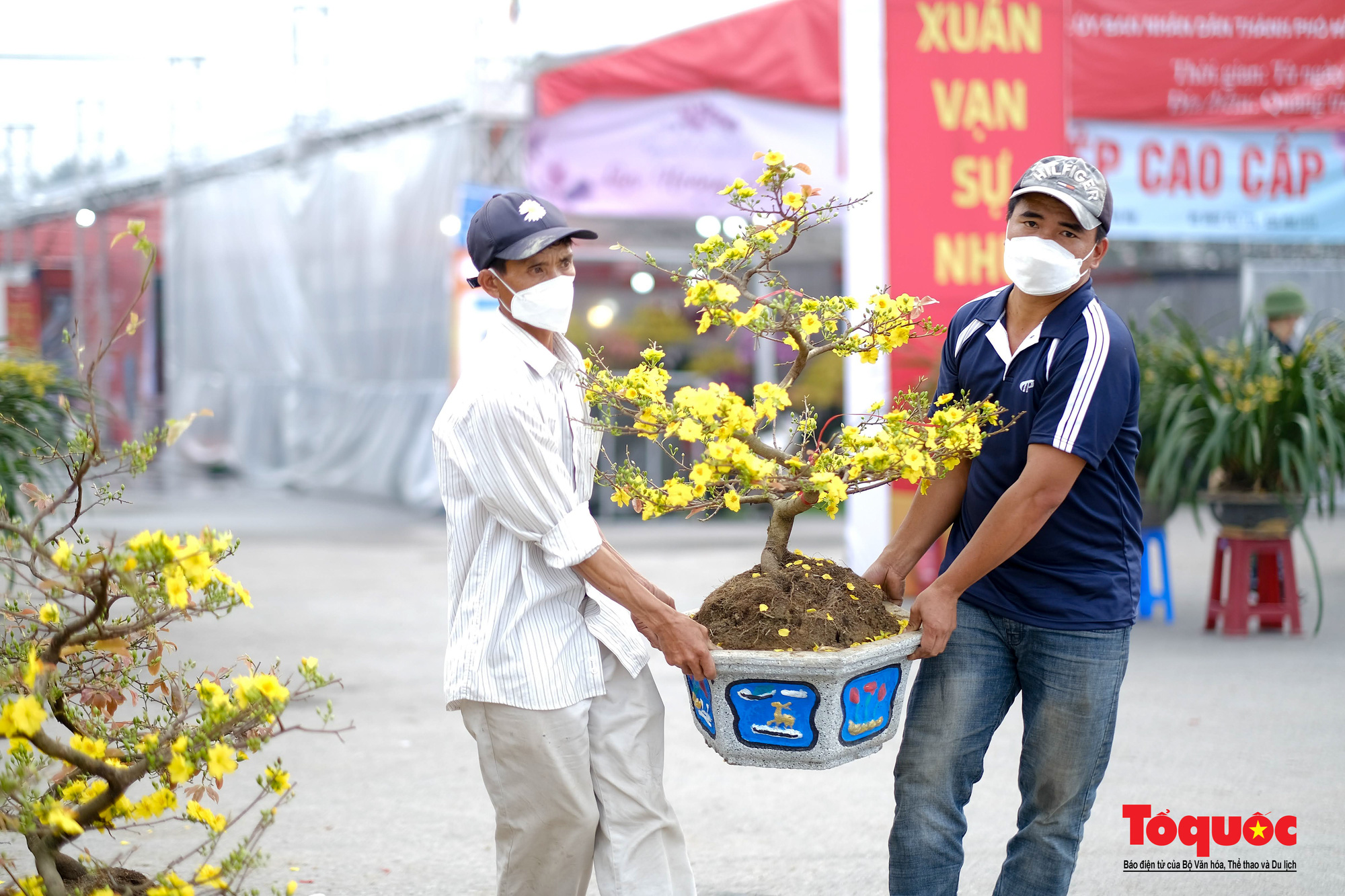 28 Tết Mai vàng nở bung bét, đào quất giảm giá &quot;kịch sàn&quot; vẫn vắng khách mua - Ảnh 10.