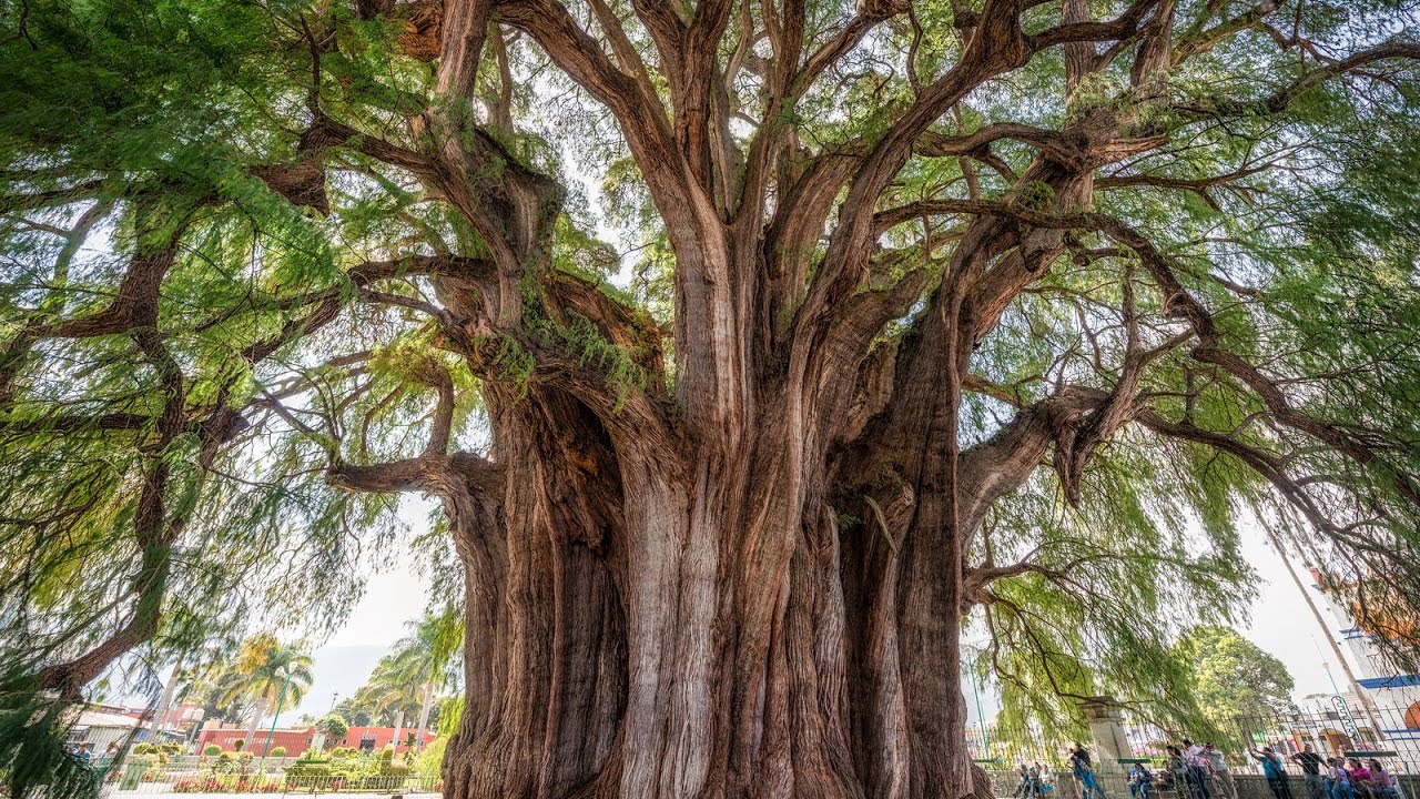 5 siêu cây lớn nhất Trái Đất: Một cây nặng 2.800 tấn, cây còn lại chiếm 8 mẫu Anh - Ảnh 3.