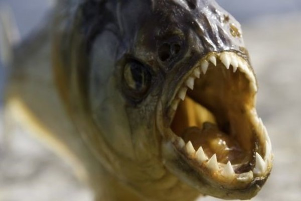 Đây là những điều sẽ xảy ra nếu bạn thả một con cá sấu vào hồ đầy cá ăn thịt piranha - Ảnh 5.