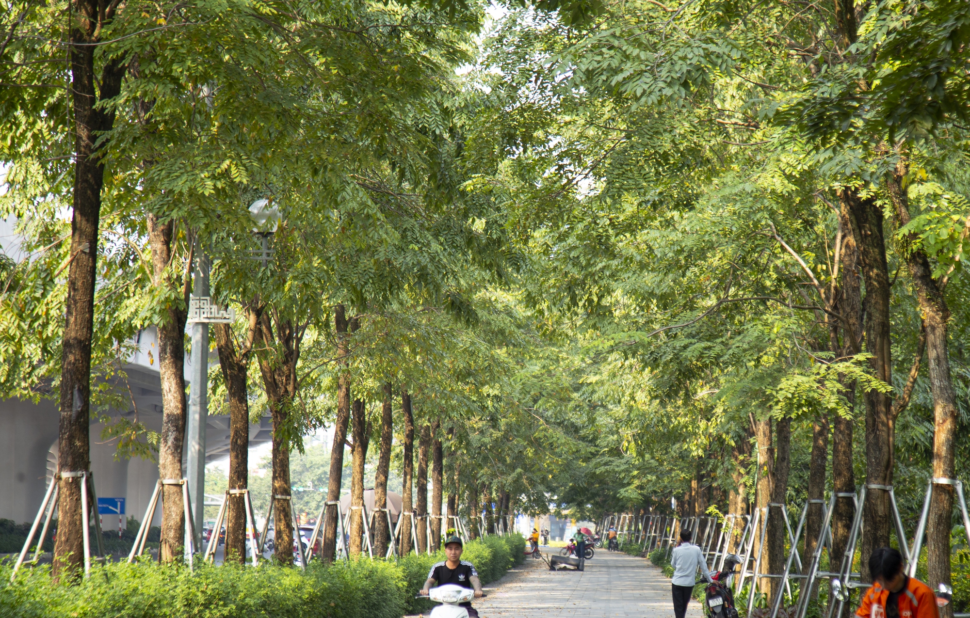 Ảnh: Hàng loạt cây xanh ở Hà Nội đang tuổi phát triển bị &quot;đeo gông&quot; - Ảnh 1.