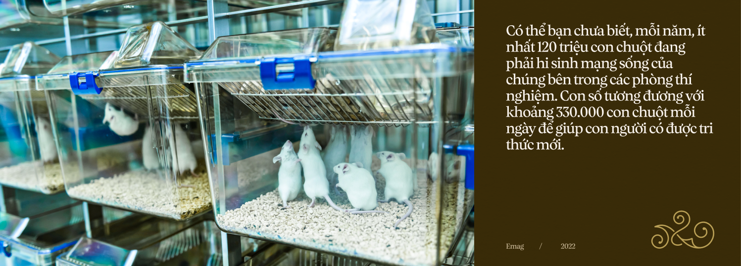 [mini] 330.000 con chuột hi sinh mạng sống mỗi ngày giúp loài người làm khoa học - Ảnh 2.