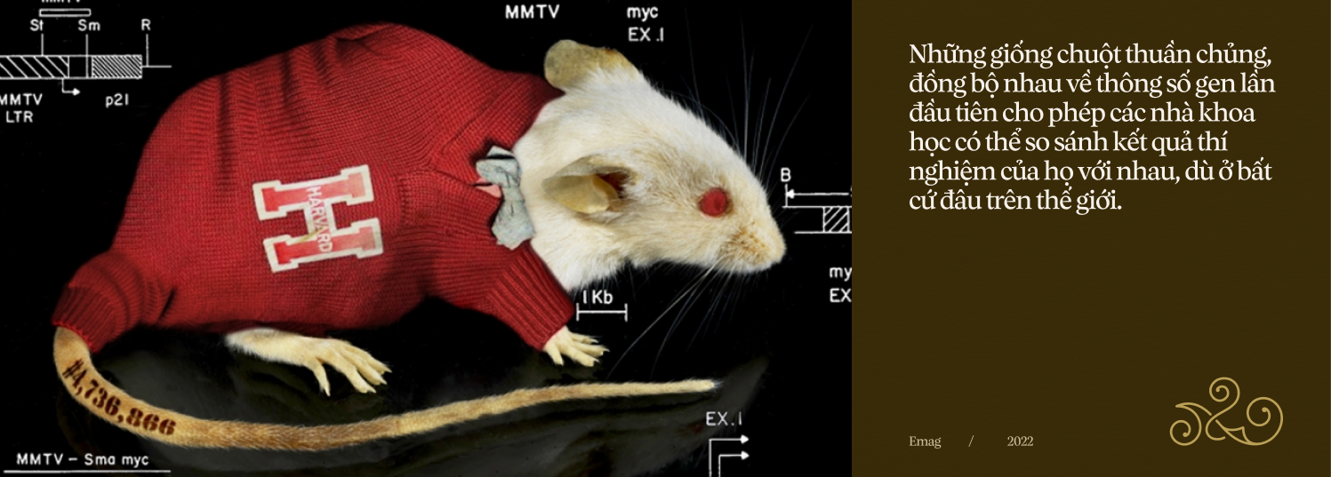 [mini] 330.000 con chuột hi sinh mạng sống mỗi ngày giúp loài người làm khoa học - Ảnh 23.