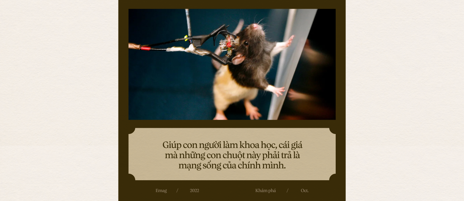 [mini] 330.000 con chuột hi sinh mạng sống mỗi ngày giúp loài người làm khoa học - Ảnh 24.