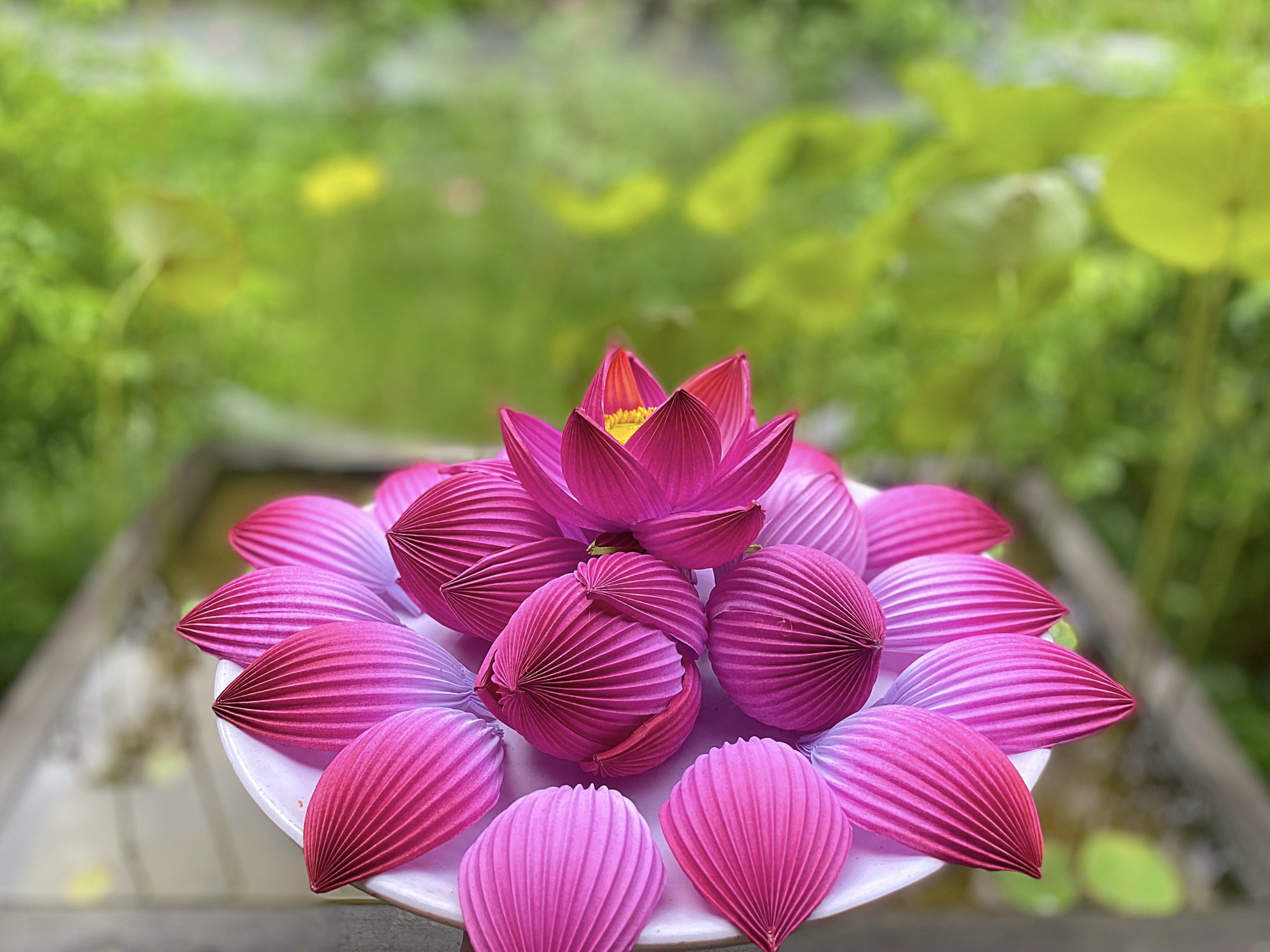 hoa sen giấy