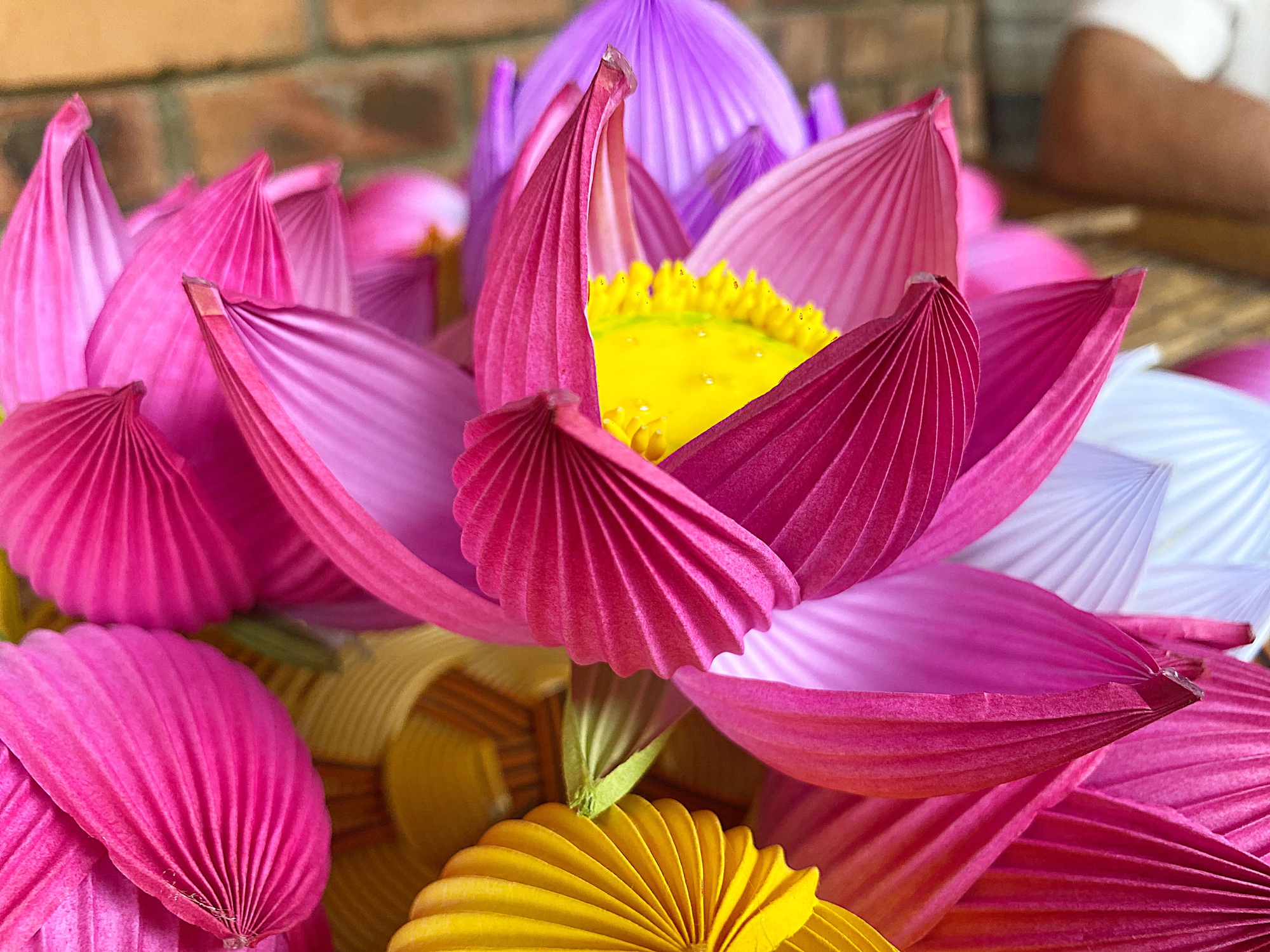 hoa sen giấy