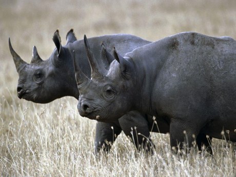Hành động &quot;lạ&quot; của quốc gia châu Phi để bảo vệ tê giác đen khỏi cảnh tuyệt chủng - Ảnh 1.