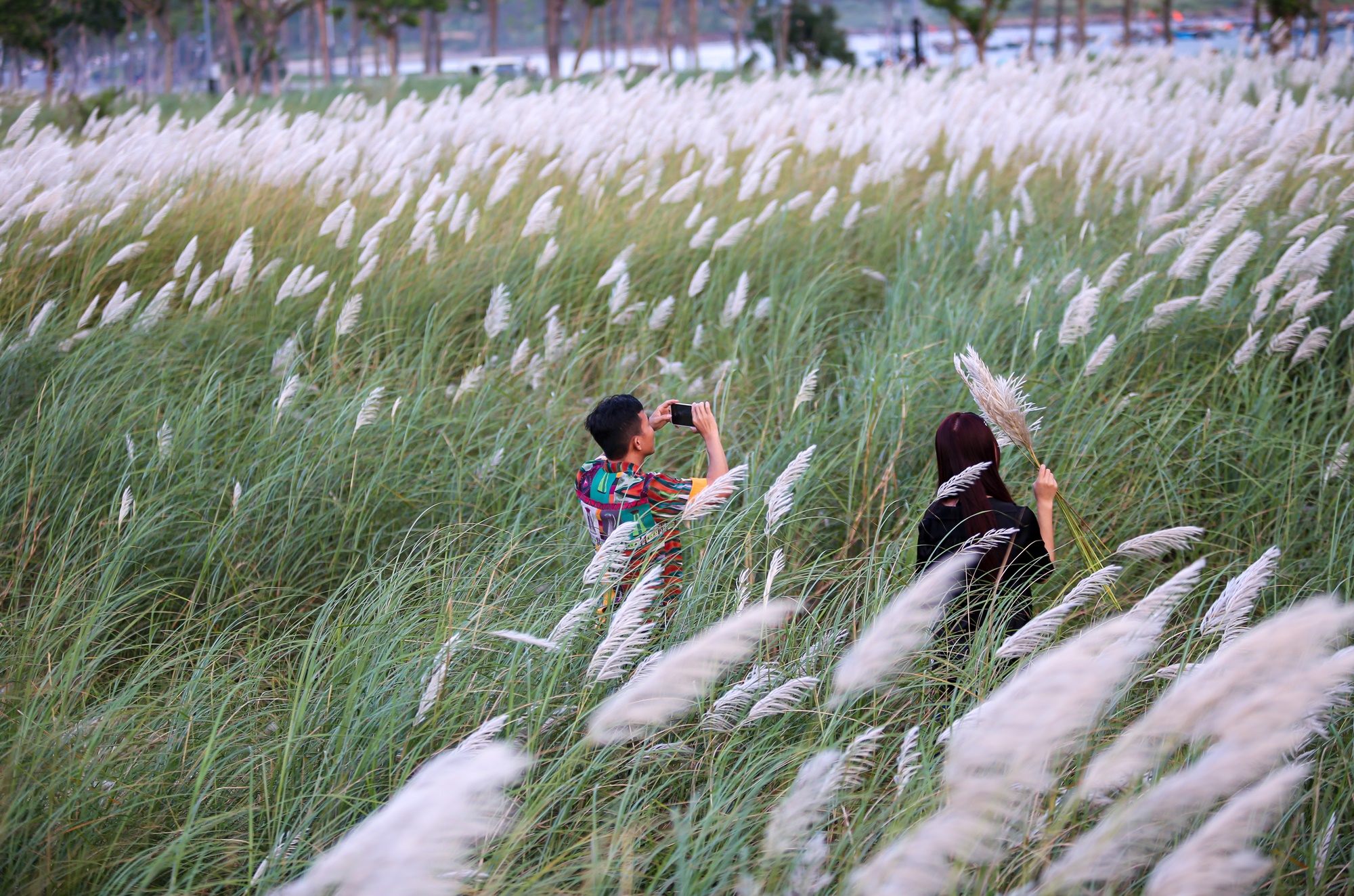 Ảnh: Người dân và du khách đổ xô check-in đồng cỏ lau trắng ở Đà Nẵng - Ảnh 16.