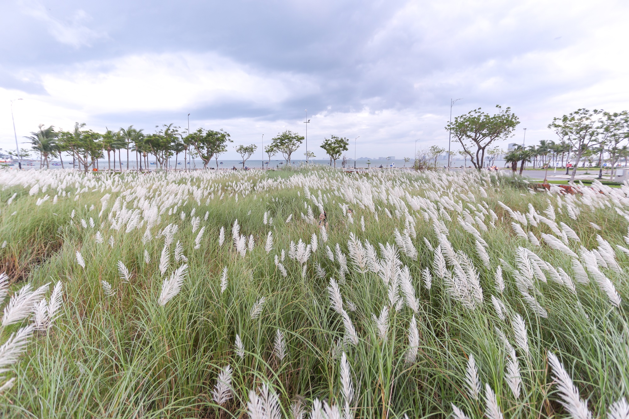 Người dân và du khách đổ xô check-in đồng cỏ lau trắng ở Đà Nẵng - Ảnh 1.