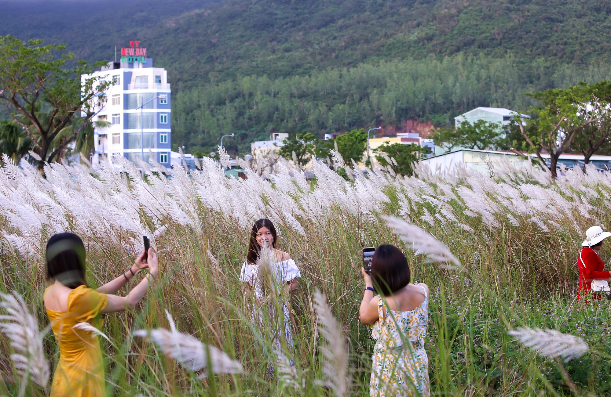 Người dân và du khách đổ xô check-in đồng cỏ lau trắng ở Đà Nẵng - Ảnh 2.