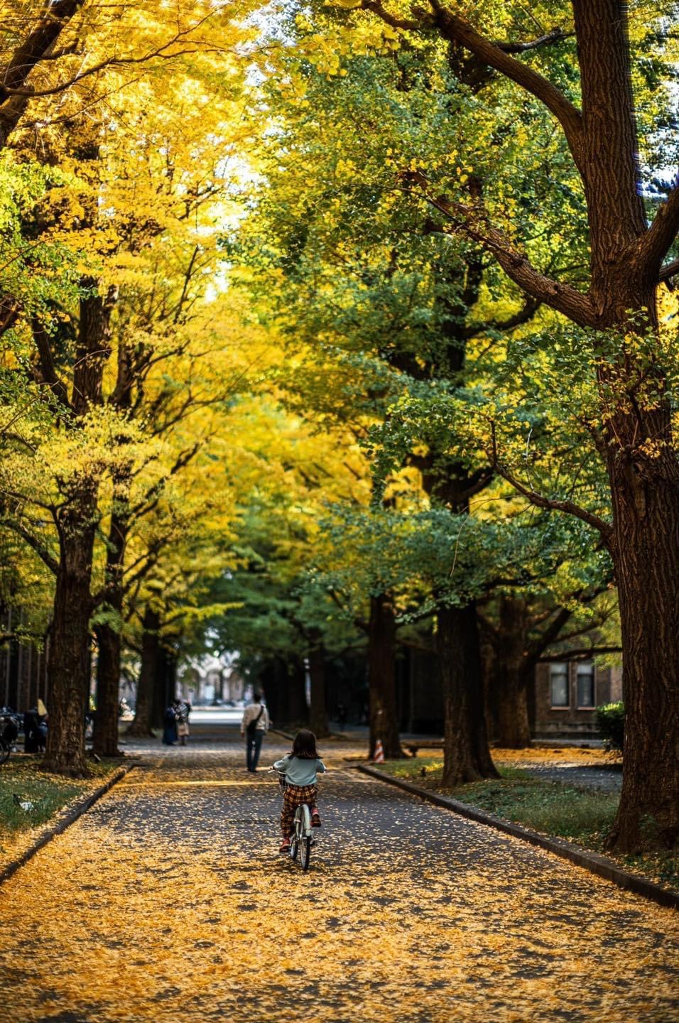 Vẻ đẹp mộng mơ của mùa thu Nhật Bản, xem xong chỉ muốn xách vali lên đường - Ảnh 12.